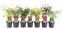 Japansk Lönn Acer Palmatum Ø15 cm